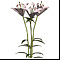 Букет лилий 3
